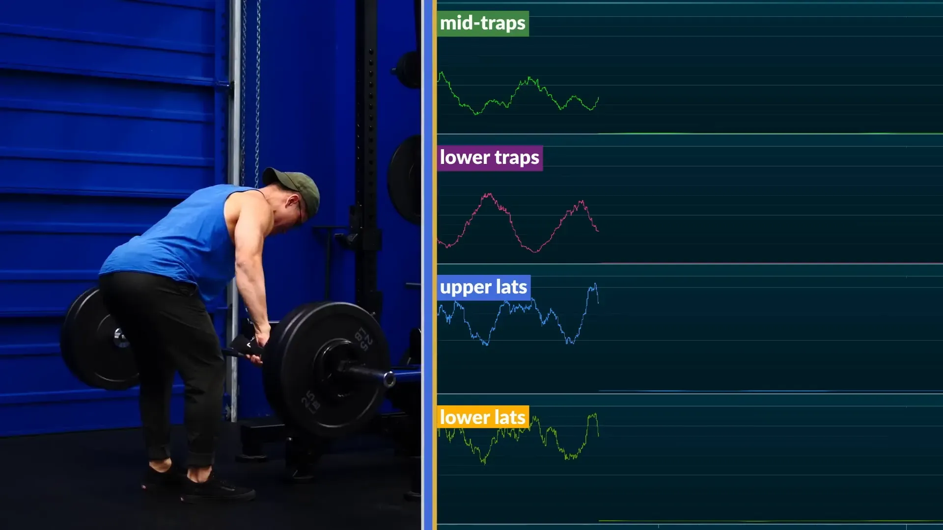 Subjects performing back exercises with standardized weights