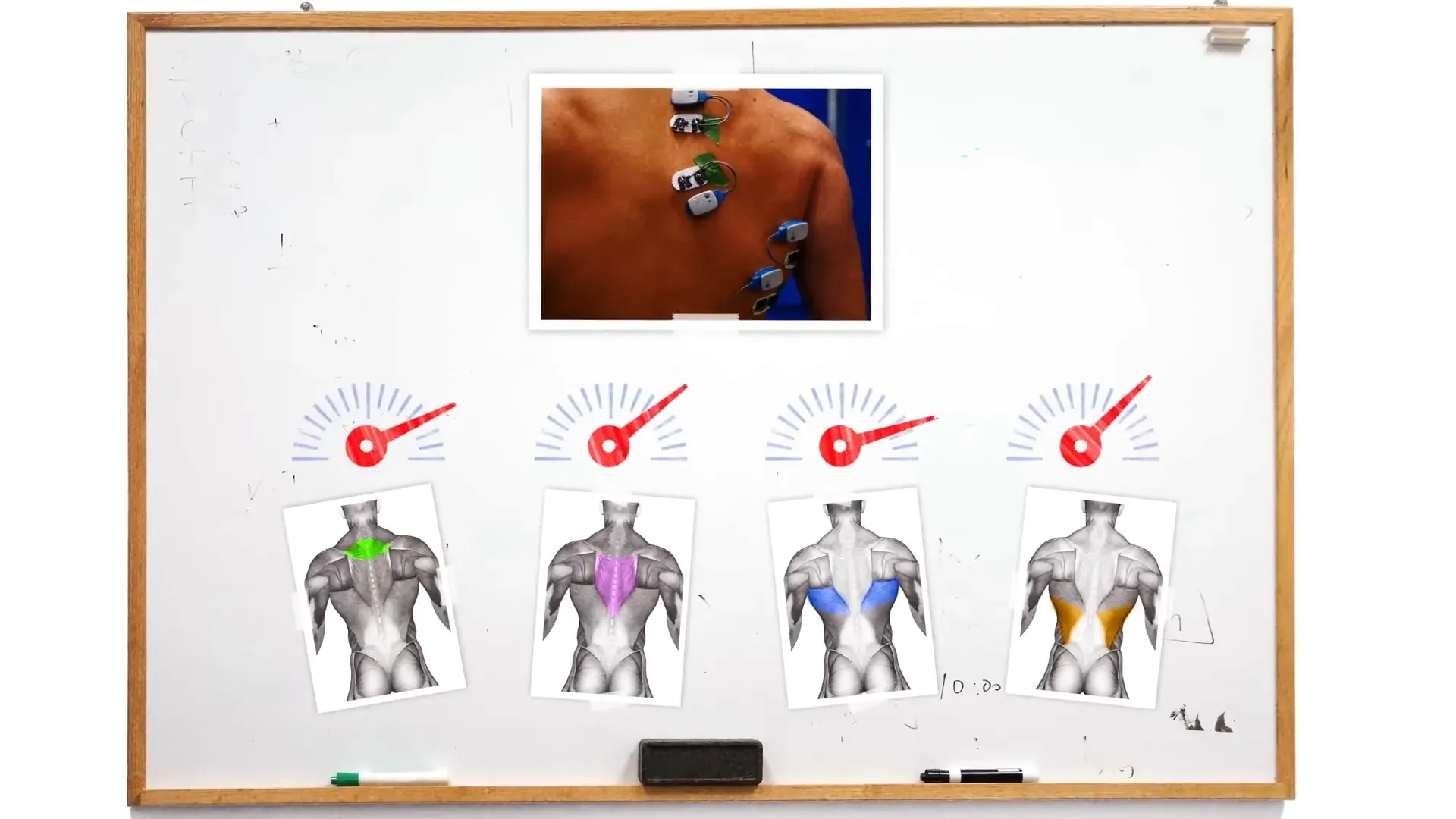 Comparison of muscle activation for different grips on bent-over rows