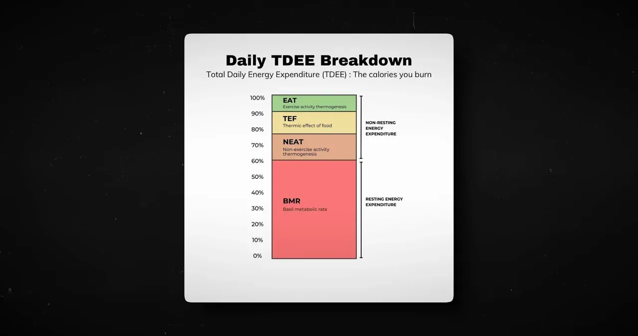 Explaining basal metabolic rate and components