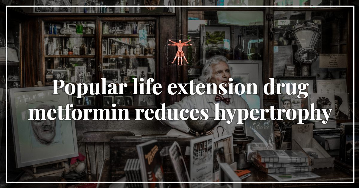 Popular life extension drug metformin reduces hypertrophy
