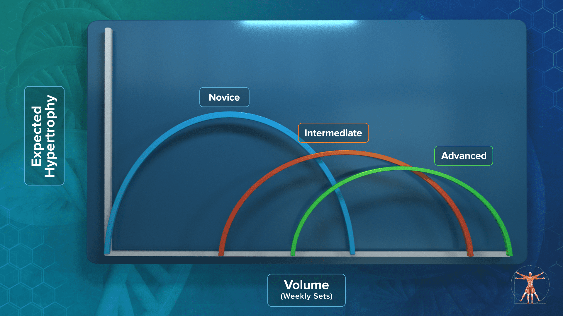 muscle hypertrophy factors 3