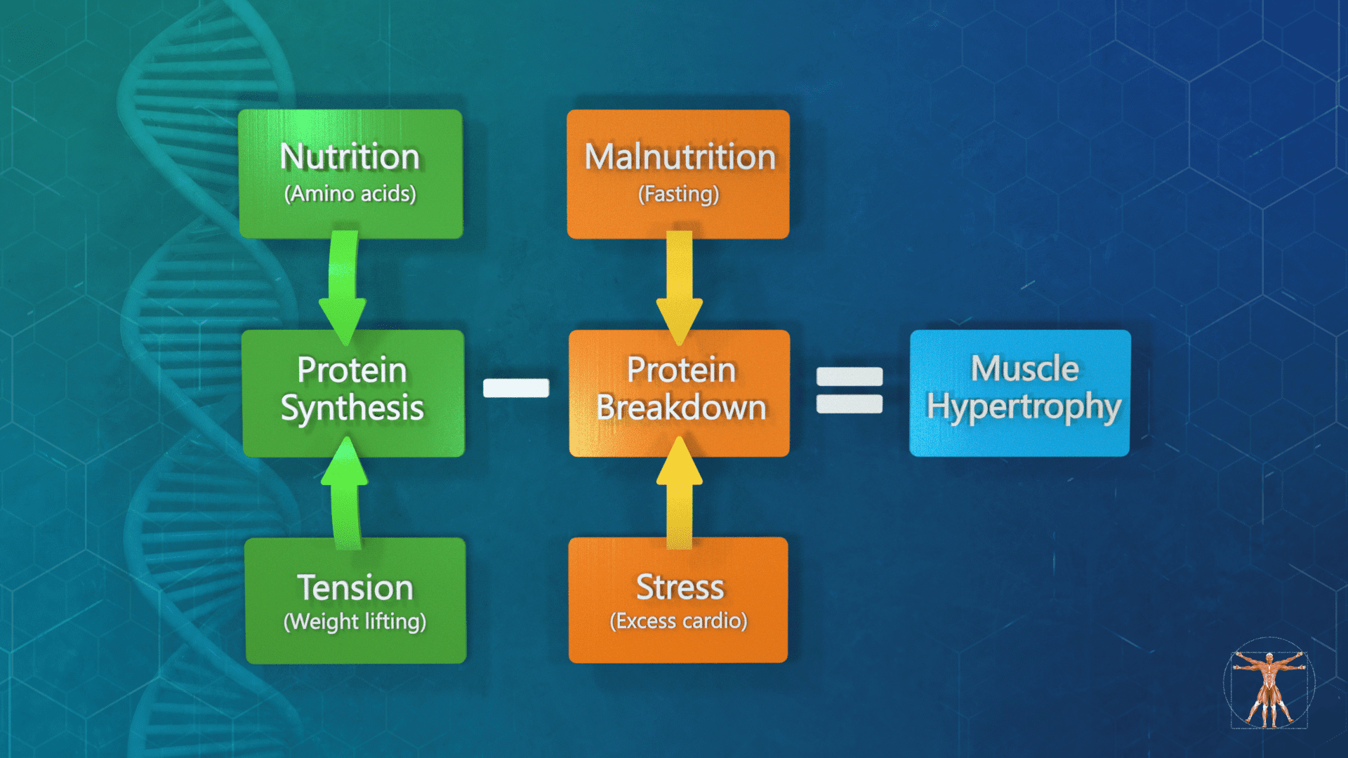Factors influencing protein synthesis, breakdown, and muscle hypertrophy