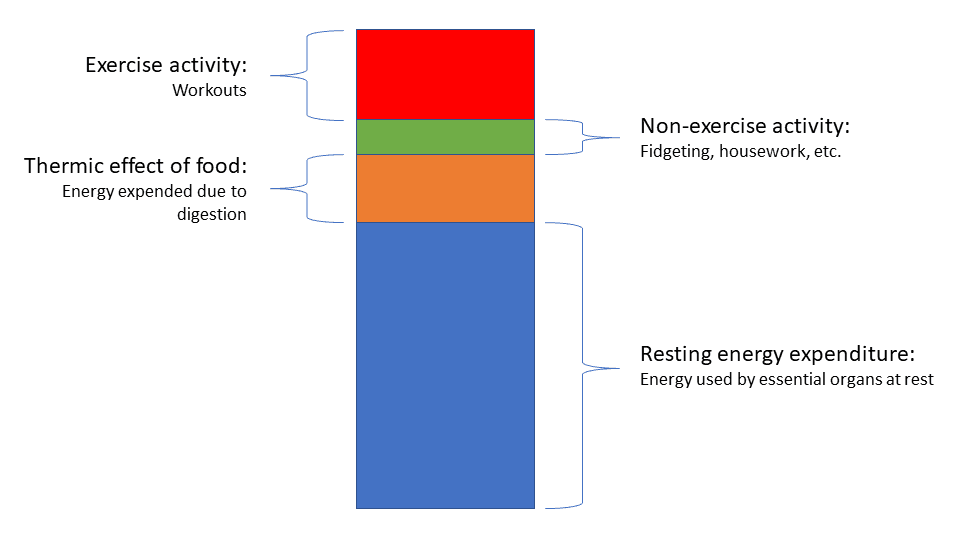 Components of daily energy expenditure