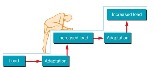 Progressive overload training program